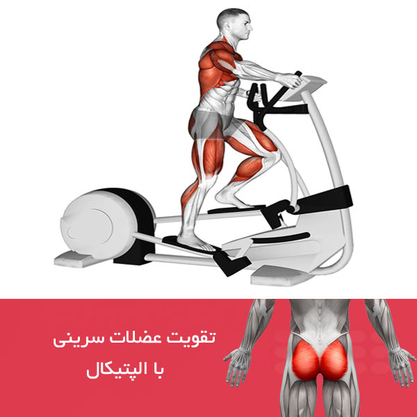 تقویت عضلات سرینی با الپتیکال