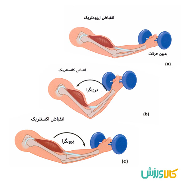سه مرحله چرخه کشش - کوتاه شدن در پلایومتریک