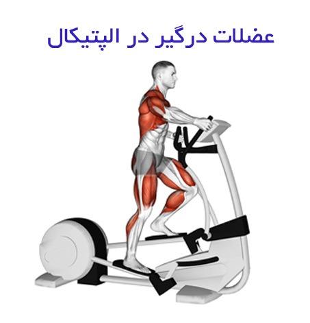 چه عضلاتی در تمرین با الپتیکال درگیر می‌شوند؟