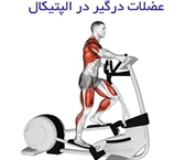 چه عضلاتی در تمرین با الپتیکال درگیر می‌شوند؟